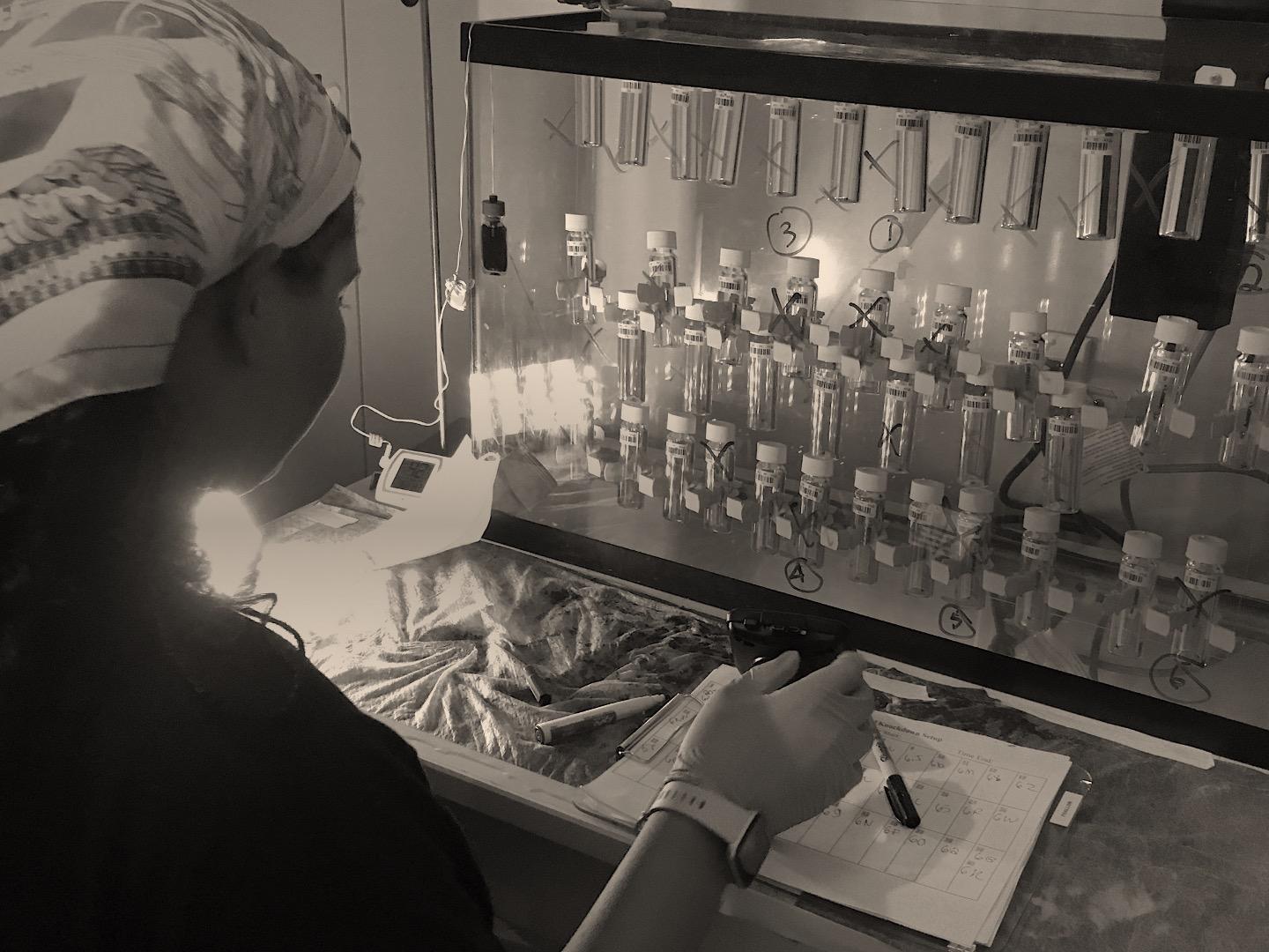 Woman working with mosquitoes in test tubes.
