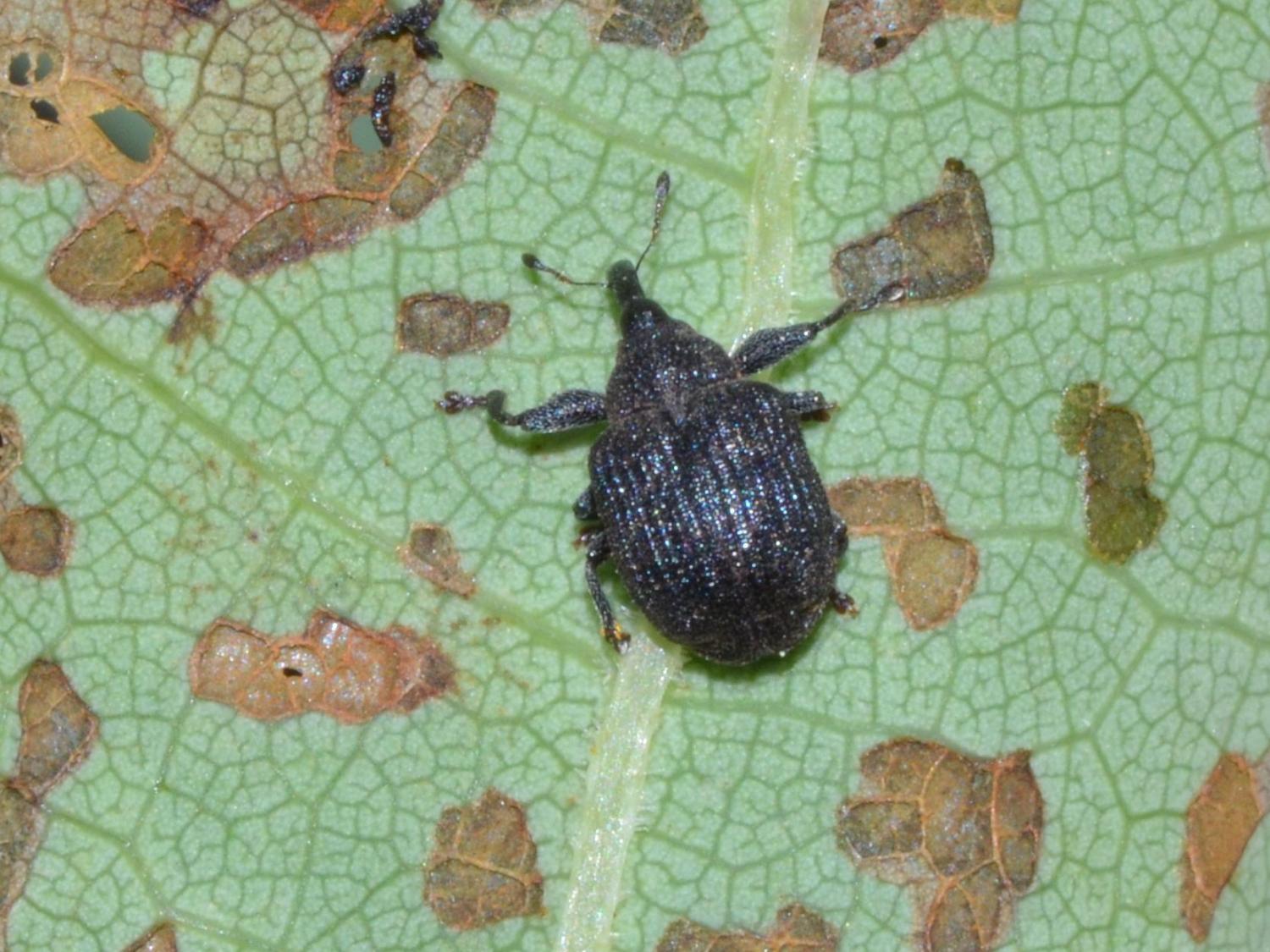 Yellow poplar weevil adult & feeding injury