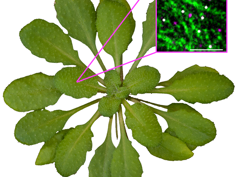 thale cress plant