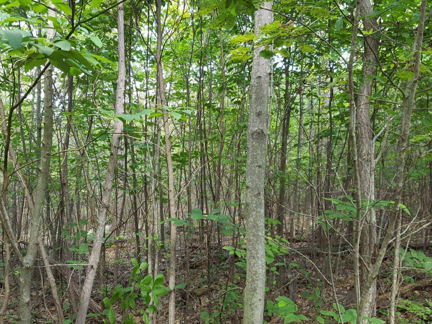 Young mixed-oak forest