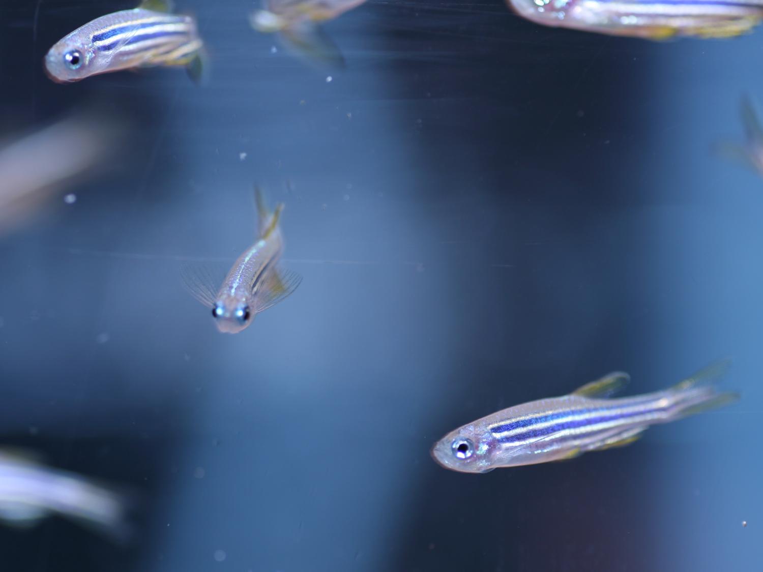 zebrafish