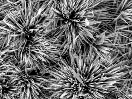 A black and white microscopic image of blooming lines. 