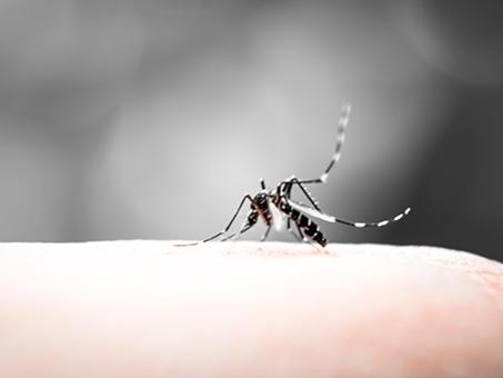 A mosquito rests on a finger.