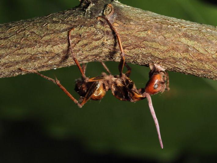 Zombie ant on twig
