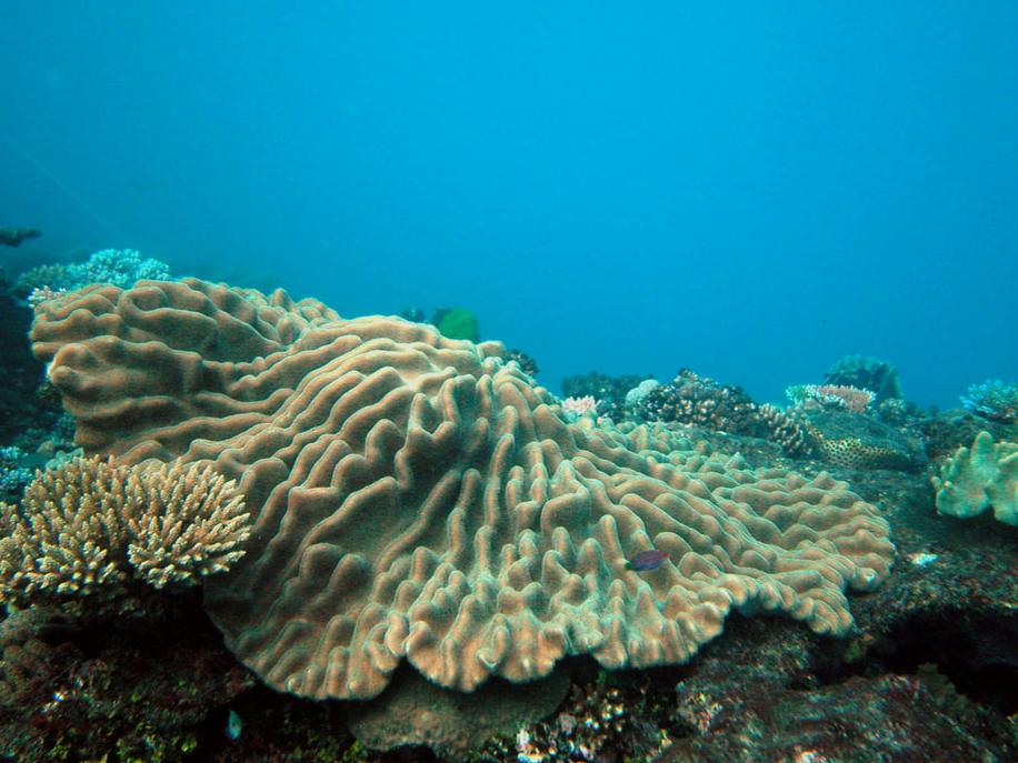 large coral
