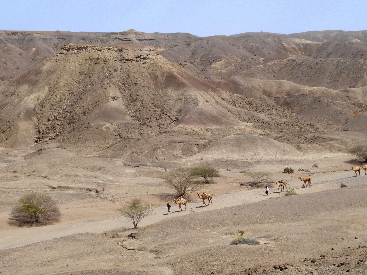 camels in mountains