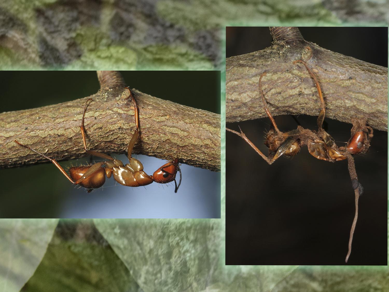 zombie antz