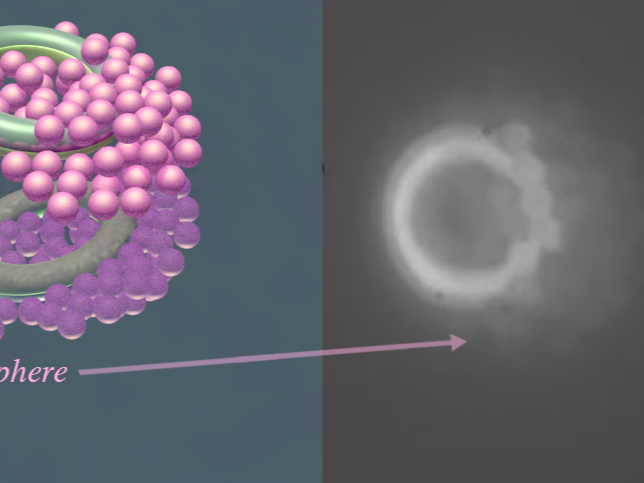 tiny tori attract particles