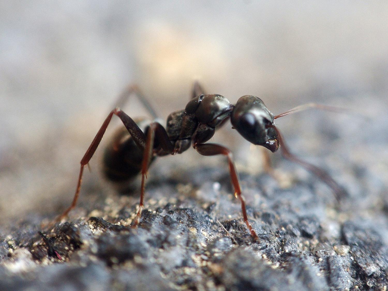 Black ant -- IPM Committee Penn State