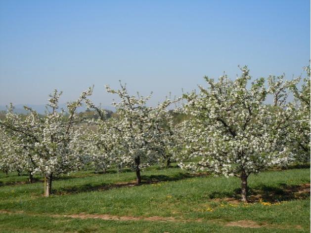 apple trees eXtension.org