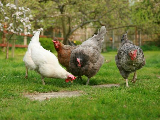 poultry salmonella risk