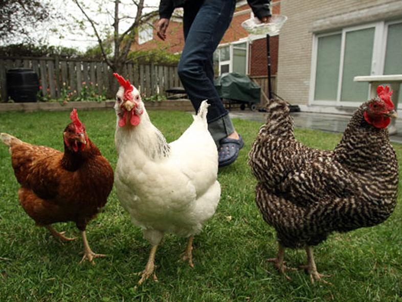 raising urban, suburban poultry