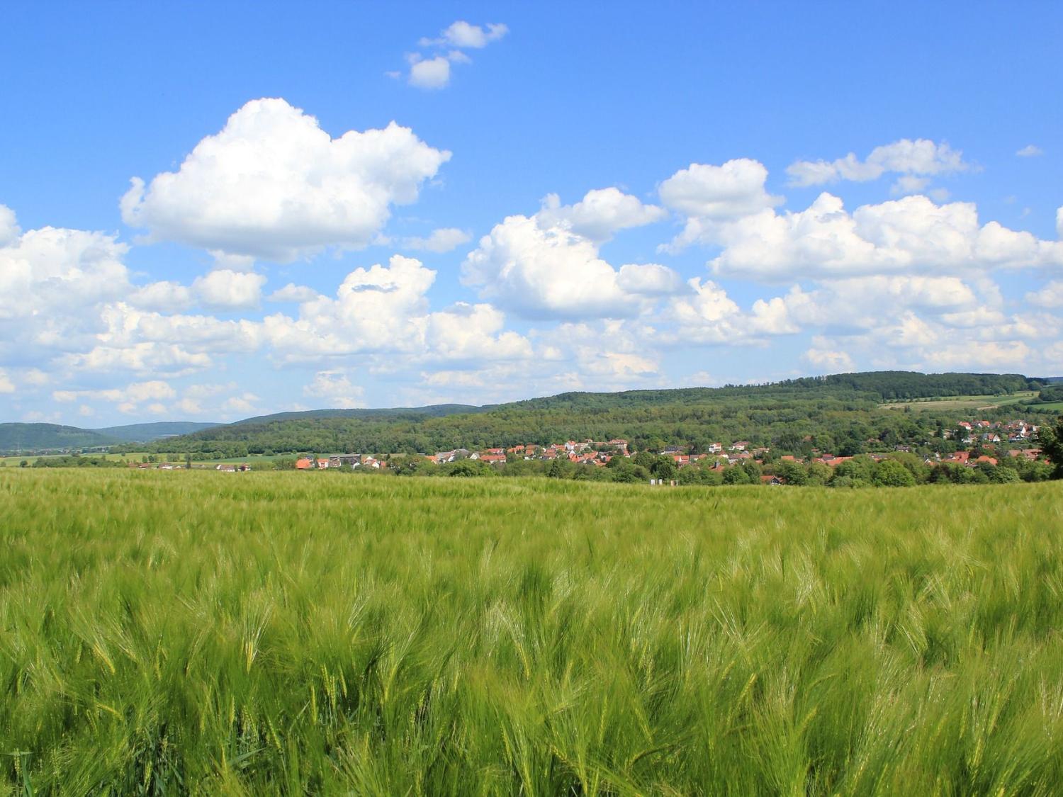 Barley field