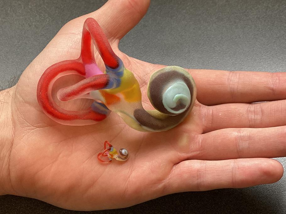 A tiny, multicolored model of the human inner ear sits in a man's hand, next to same model but 10 times the size. 