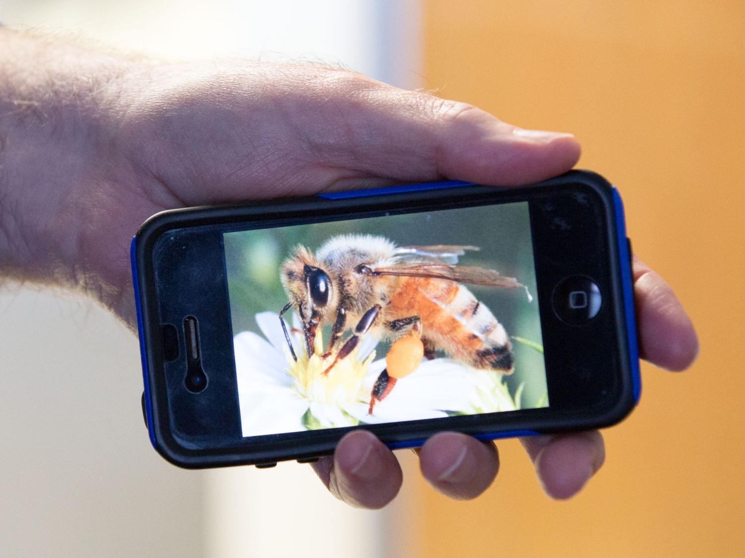 Honeybee on cell phone