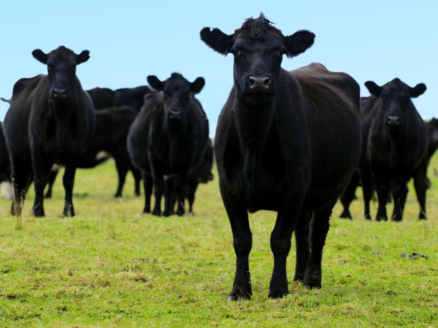 black angus cattle