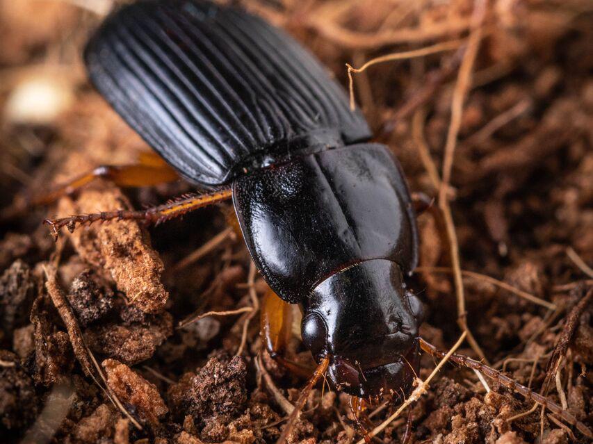ground beetle