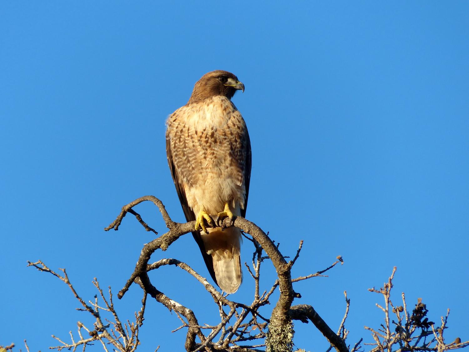 Hawk sitting in a tree against a blue sky