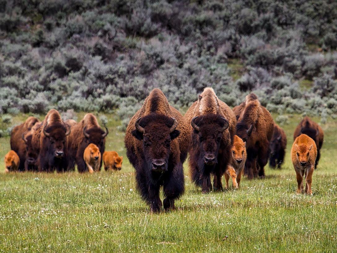 Bison roaming in Yellowstone National Park
