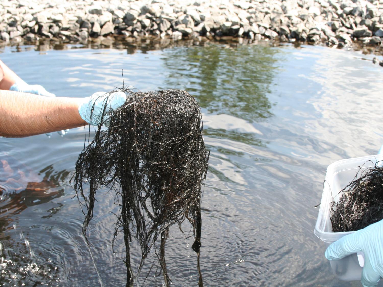 hand holding black coir fiber