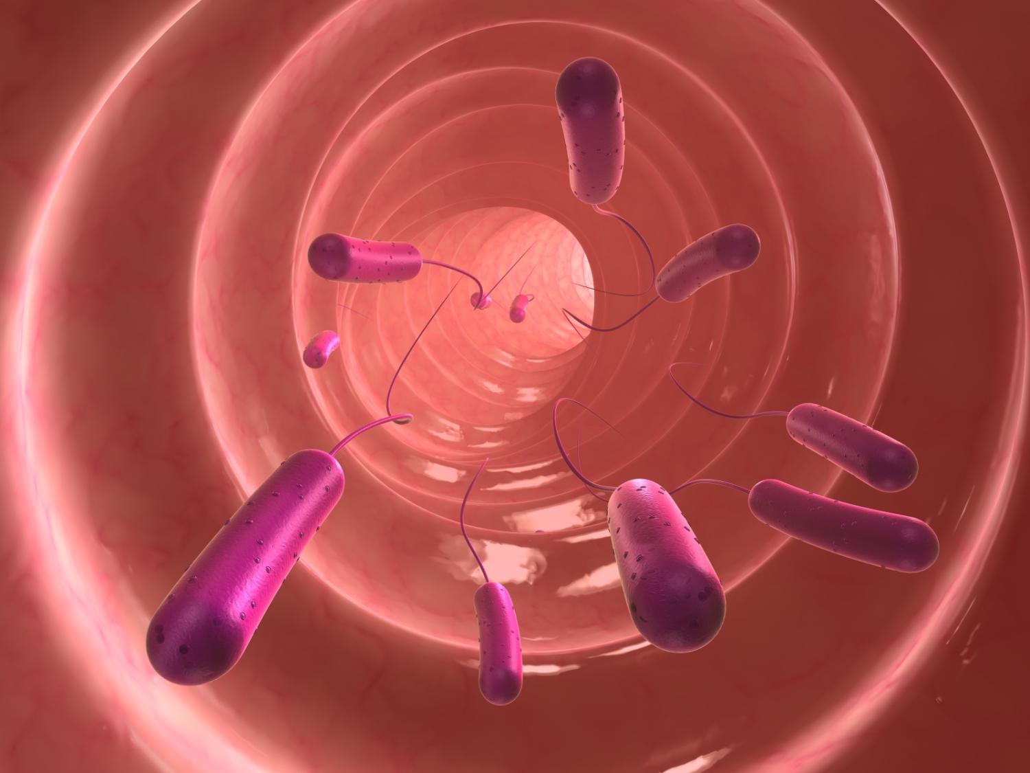 gut bacteria