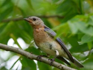 Bluebird 