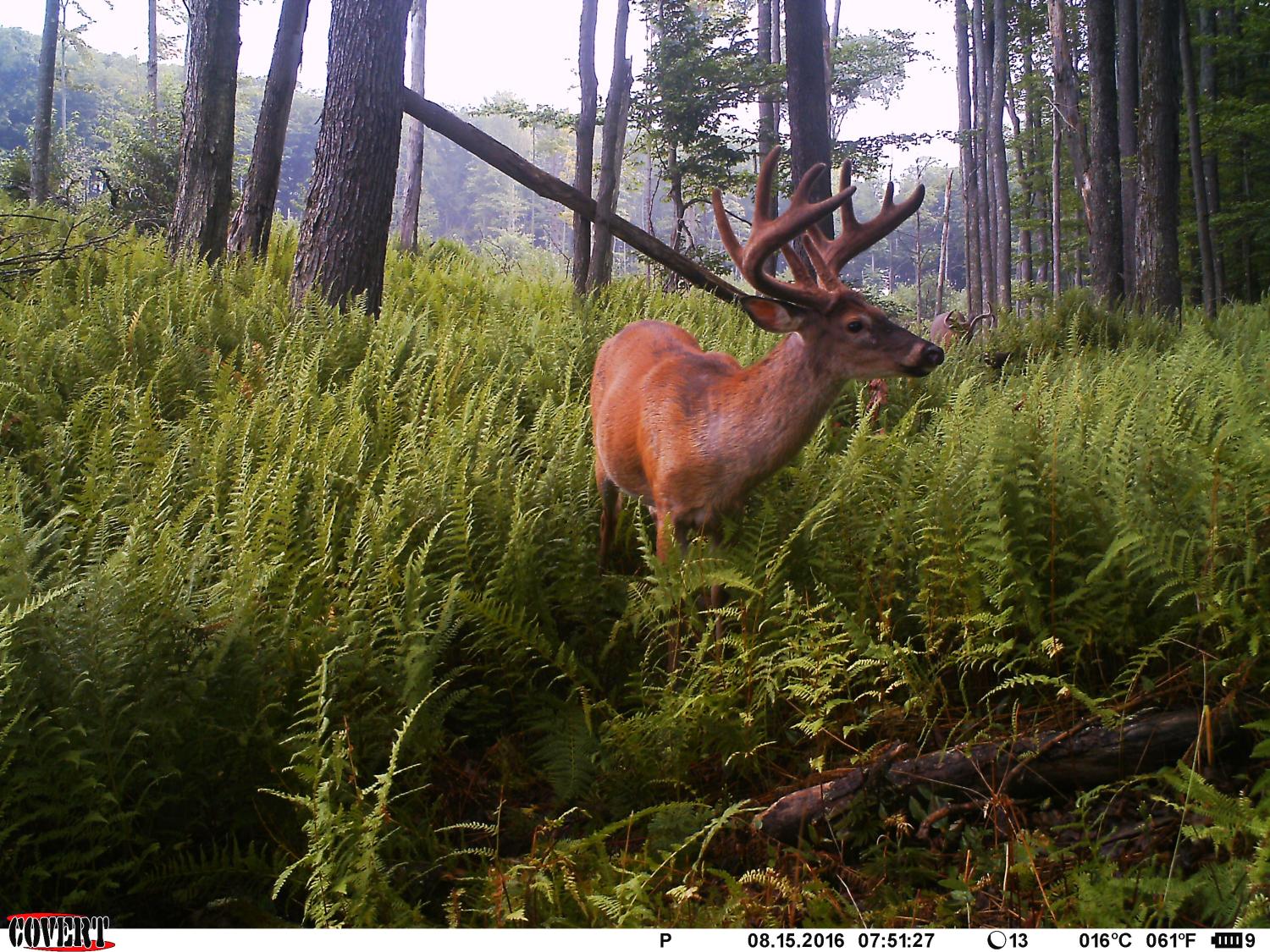 research unit deer