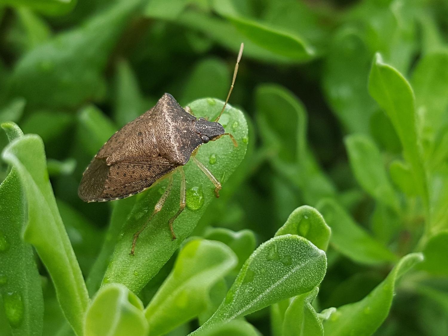 A stink bug on a leaf