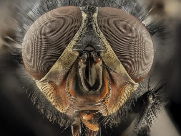 Bug Eyes