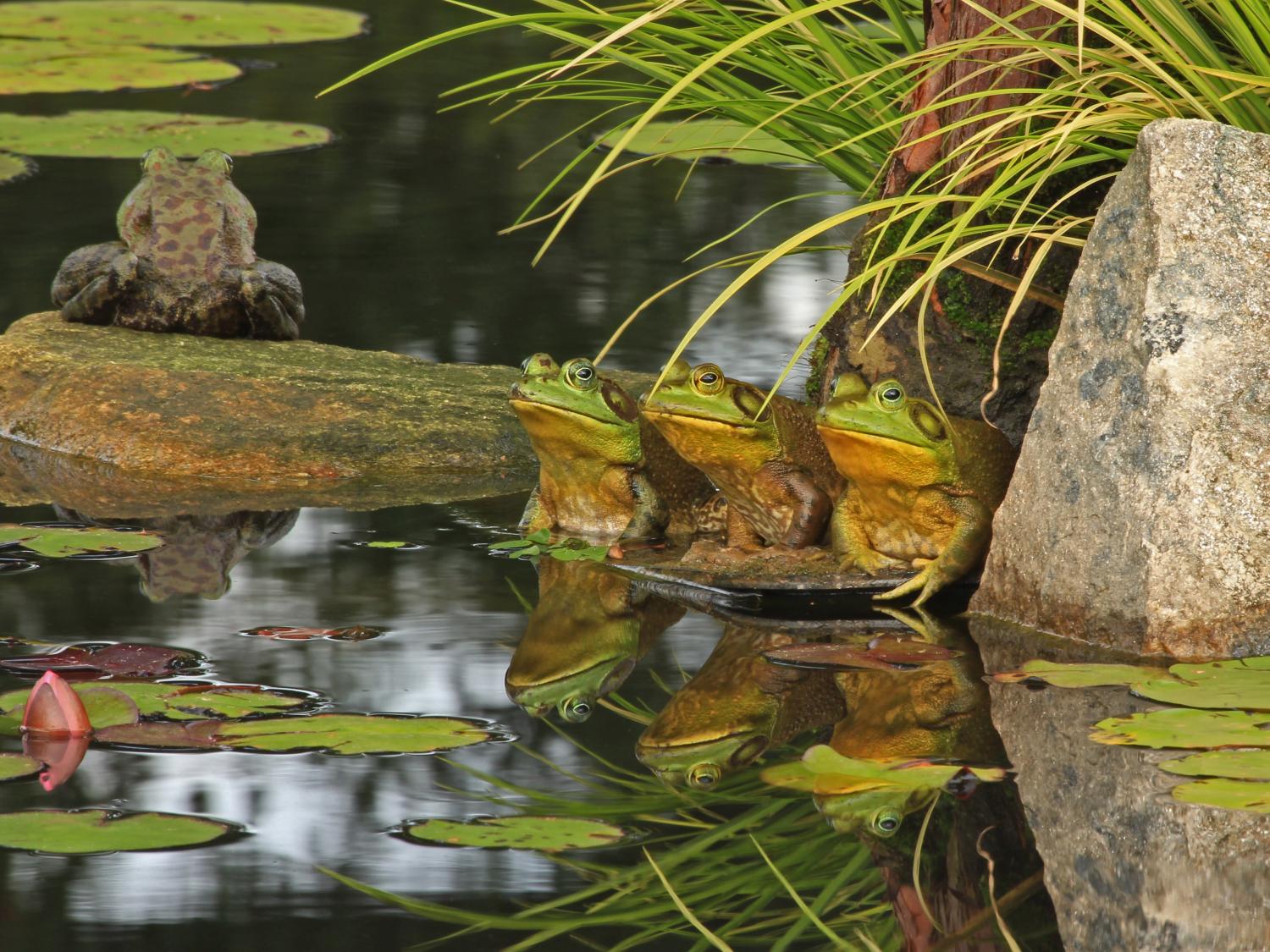 frogs header photo