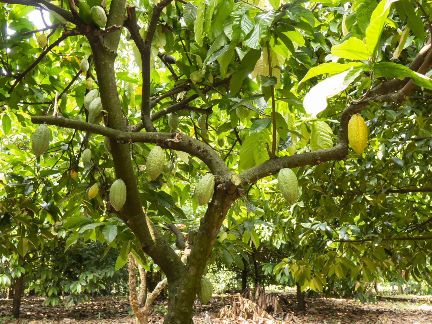 cacao trees with seed pods