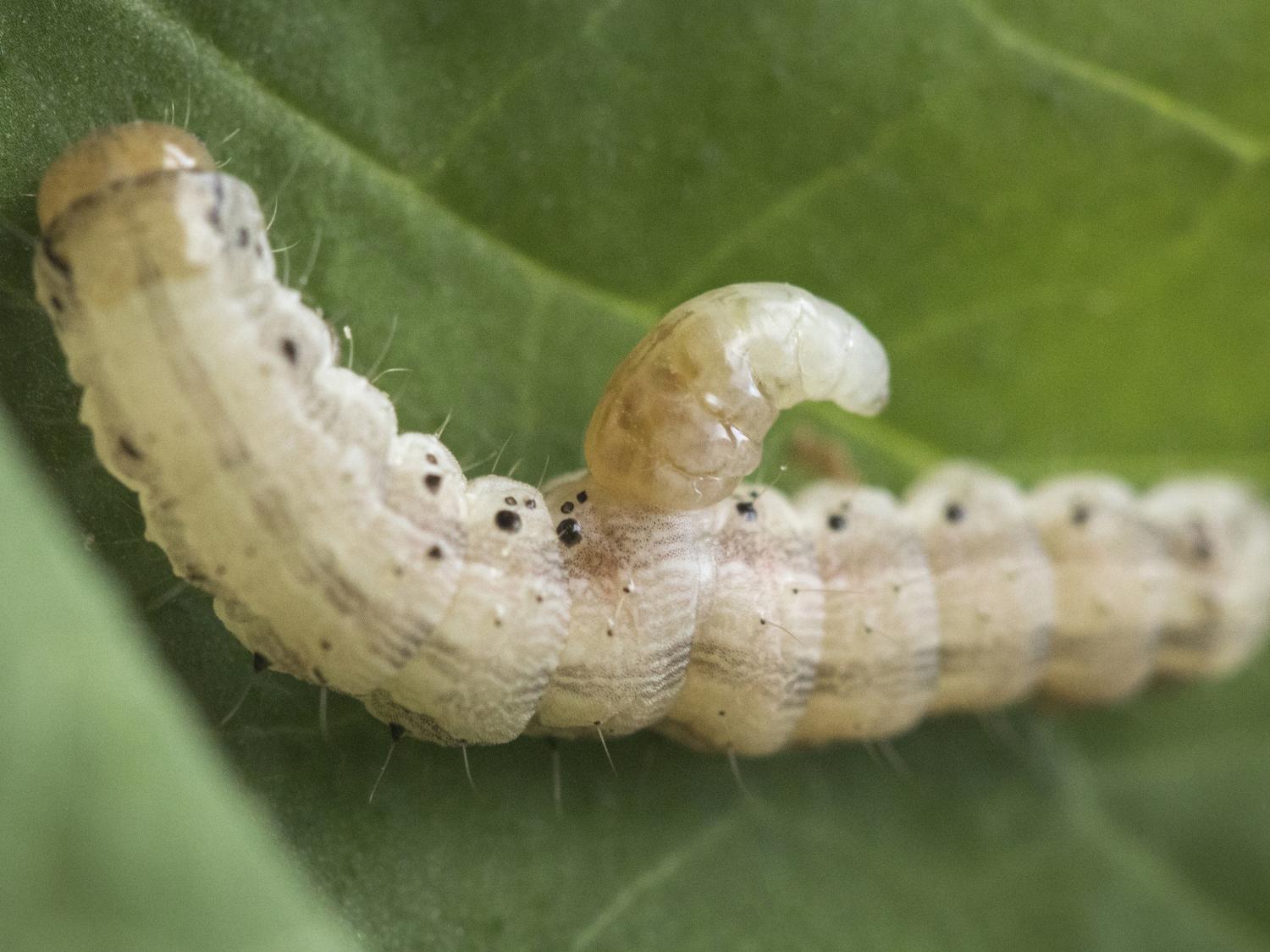 caterpillar with a larval parasite coming out of its side