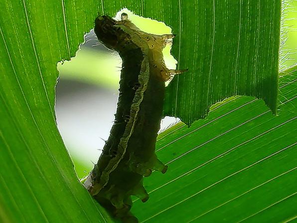 caterpillar feeding