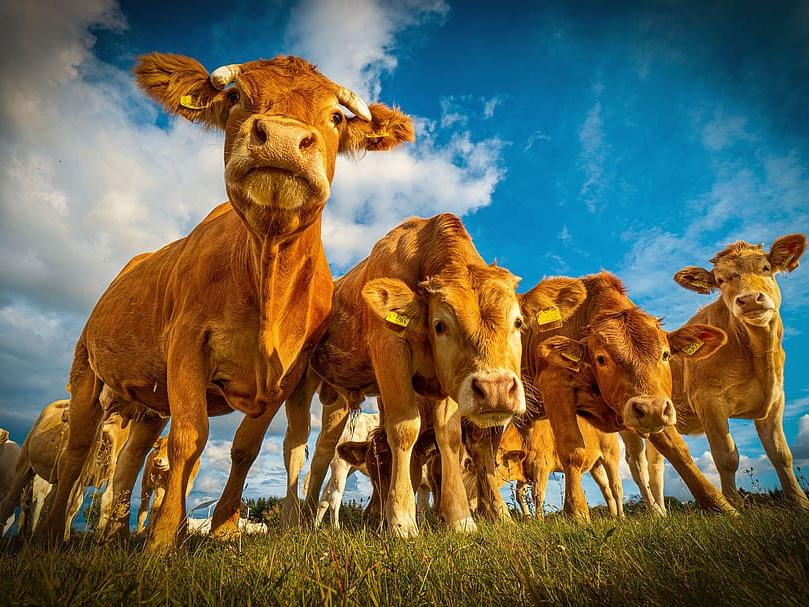 Beef Cattle