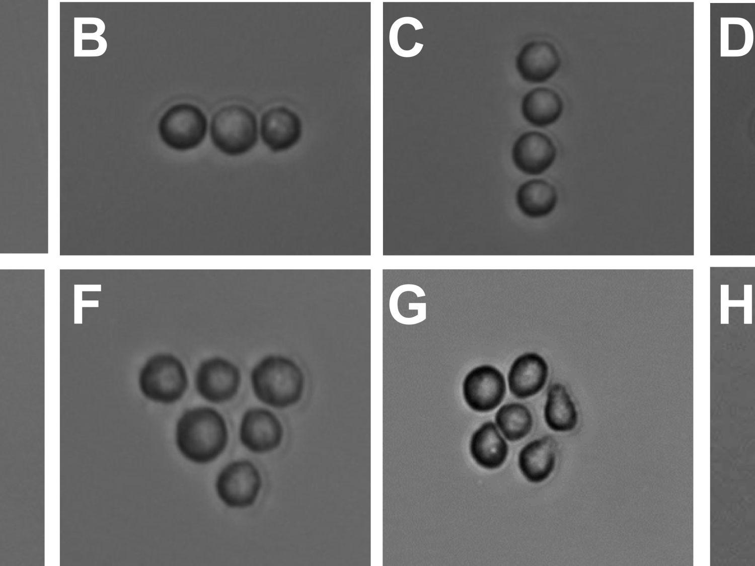 micrographs showing cell geometry
