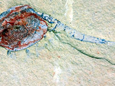 Fossil of Chuandianella ovata, an extinct shrimp-like crustacean