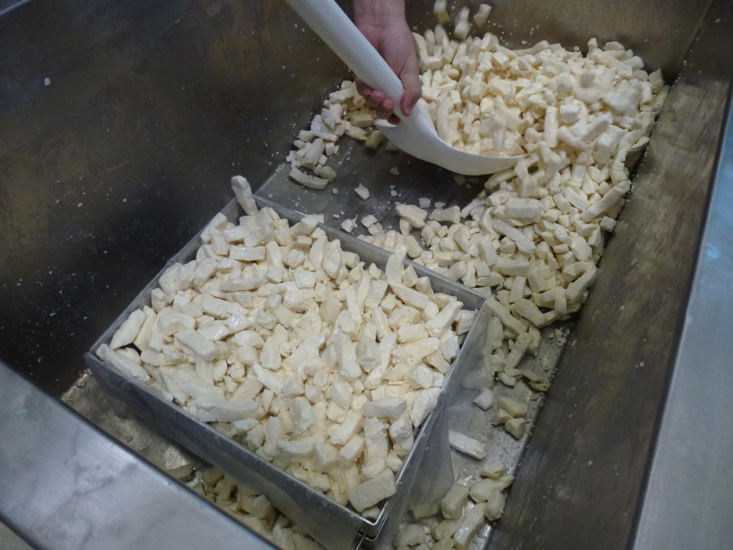 cheese curdles in cheese-making process