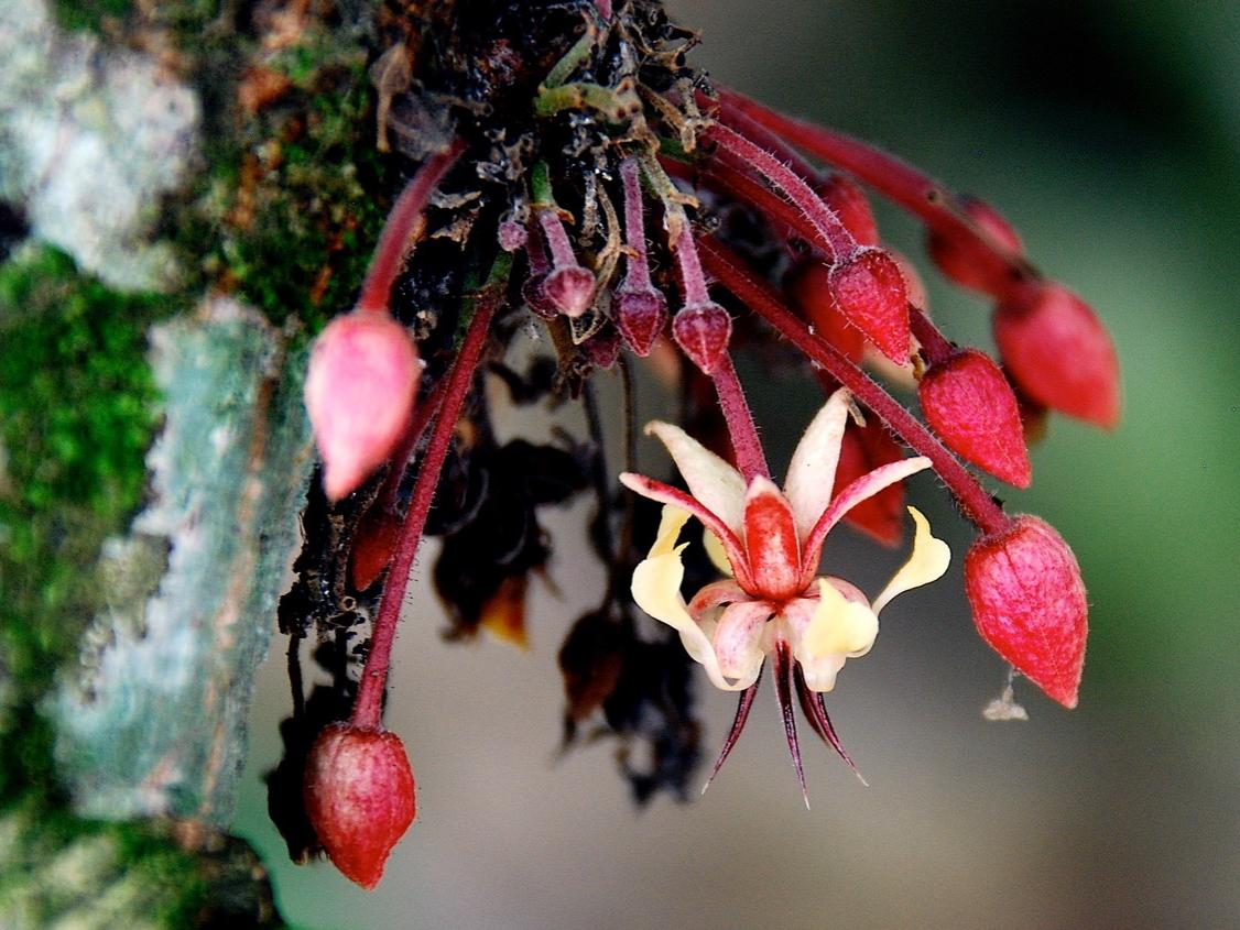 chocolate tree blossoms
