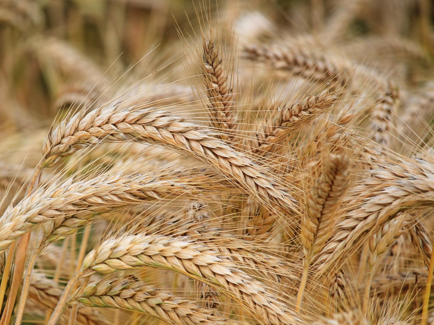Wheat grant