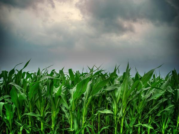 cornfield