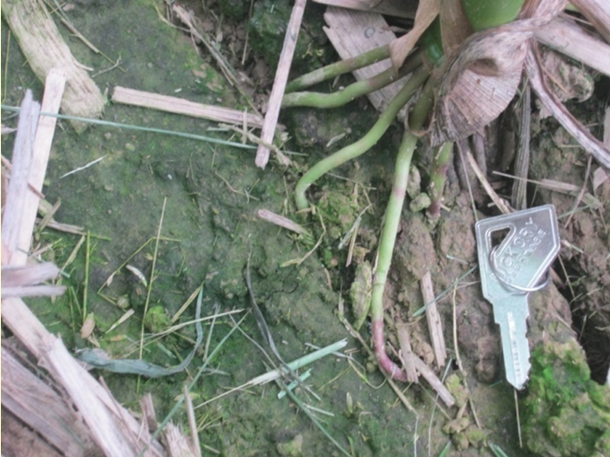 header photo, green slime