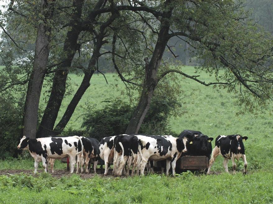 Holstein cows
