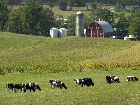 dairy cows