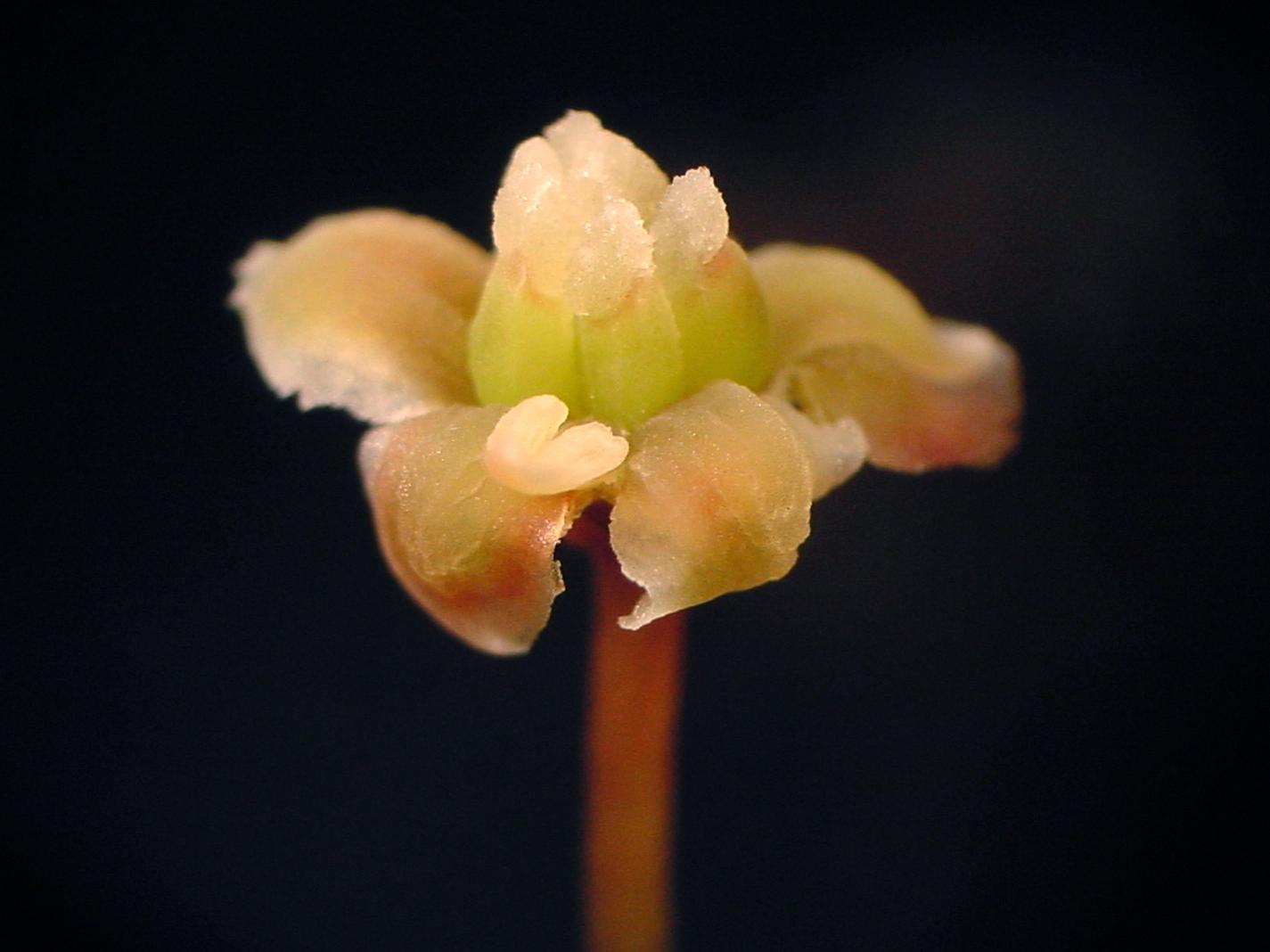 Amborella female flower