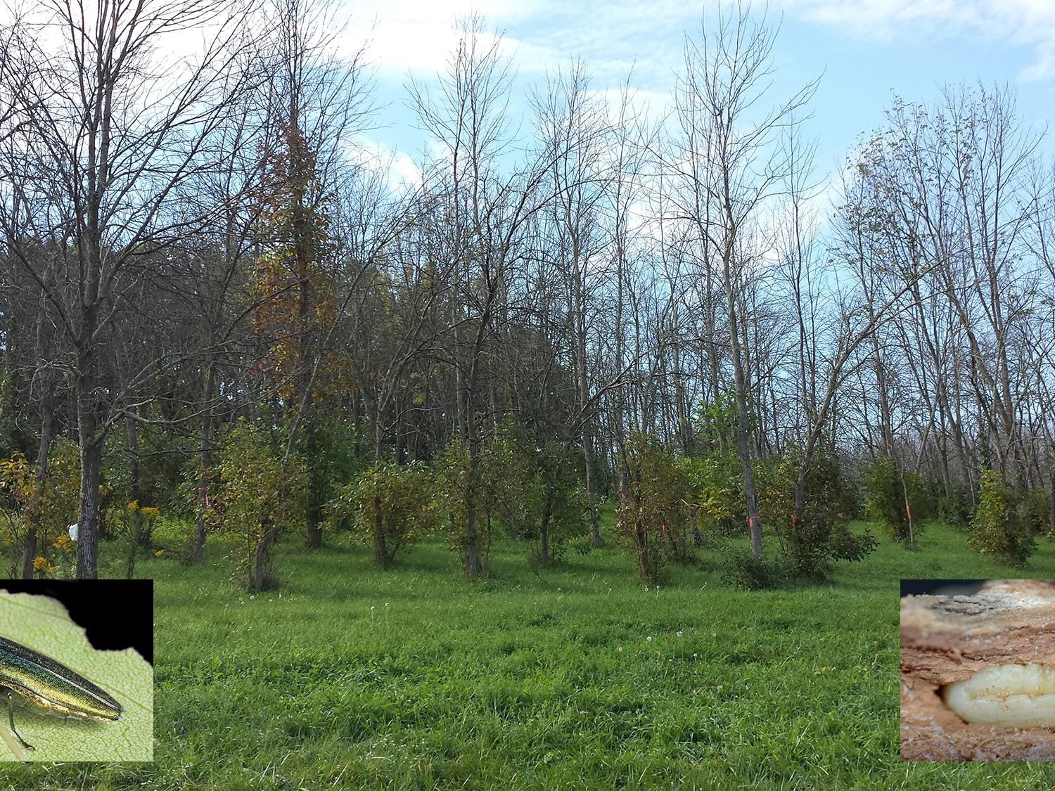 dead trees, bugs