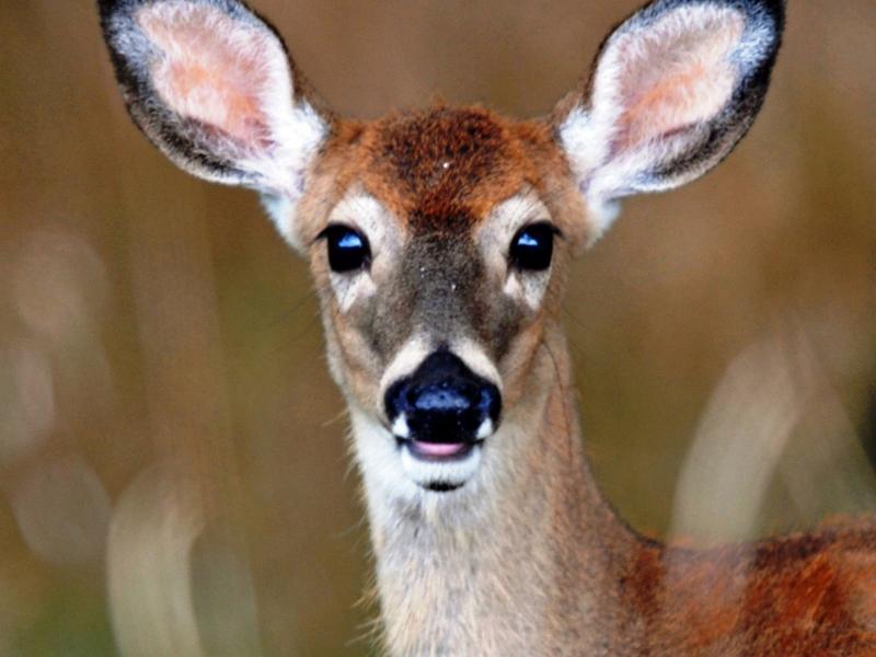 doe