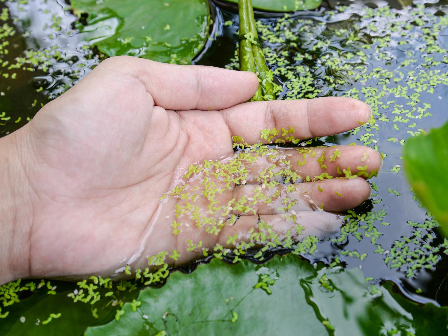 Duckweed sticks to hand in the water