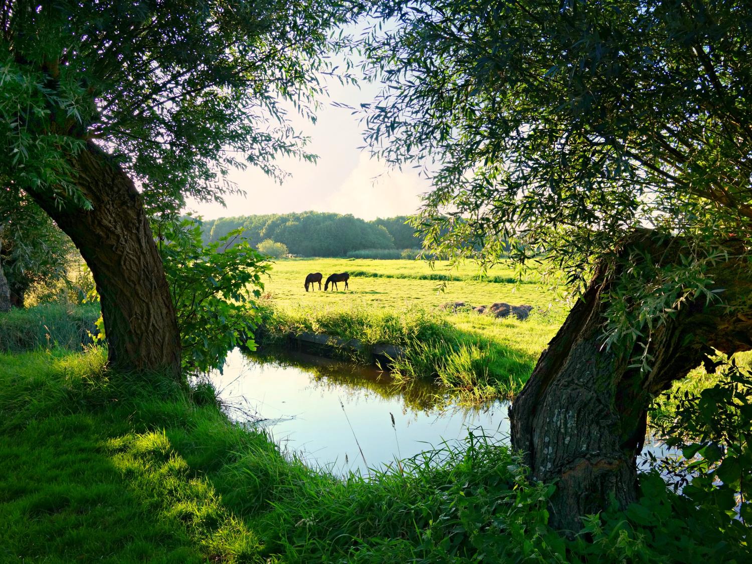 Animals grazing at Dutch farm