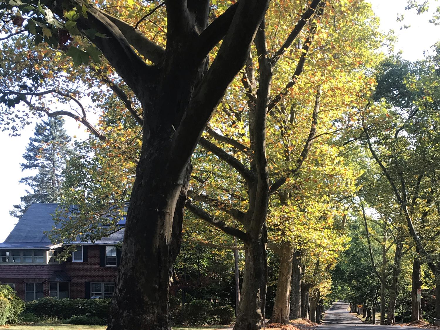 early leaf drop cropped