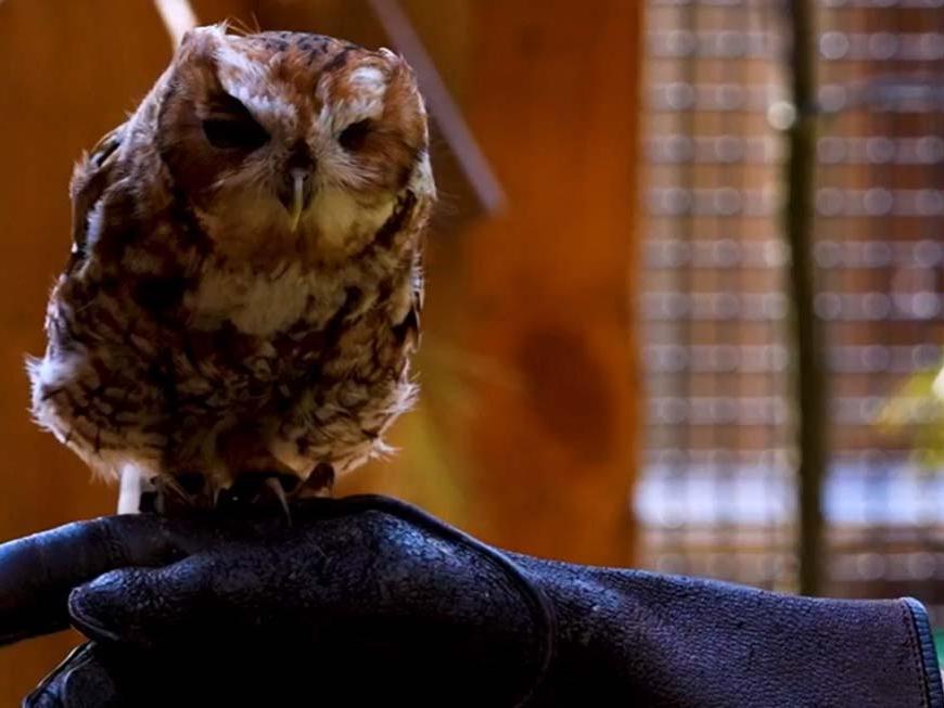 Owl perched on person's hand